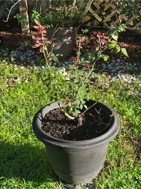 SMITH Black Garden Planter with Green and Red Foliage